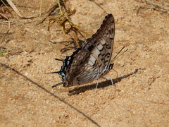 Charaxes achaemenes