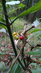 Psychotria asiatica
