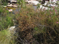 Erica bergiana bergiana