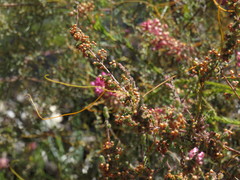 Erica bergiana bergiana