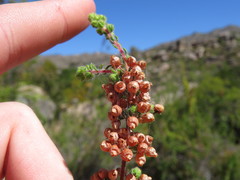 Erica bergiana bergiana