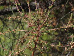 Erica bergiana bergiana