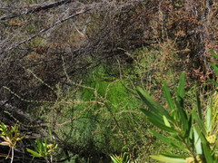 Erica bergiana bergiana