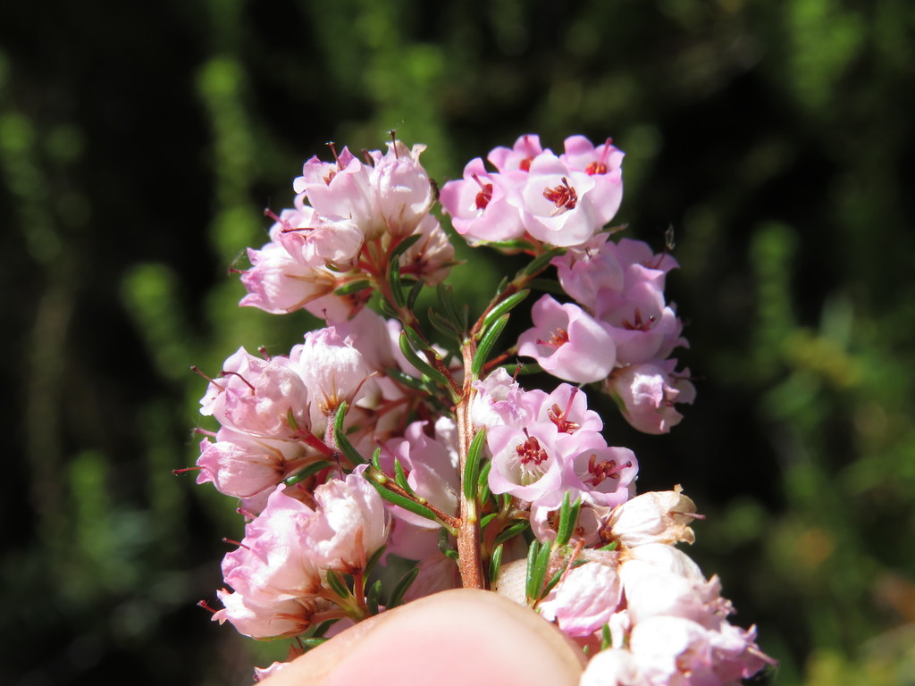 Erica oxysepala