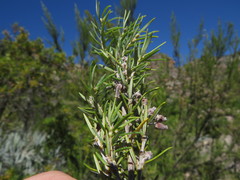 Erica caffra caffra