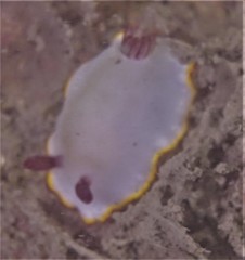 Goniobranchus sinensis image
