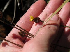 Xyris capensis