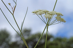 Geocaryum capillifolium