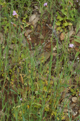 Petrorhagia nanteuilii