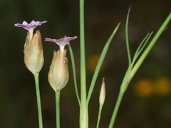 Petrorhagia nanteuilii