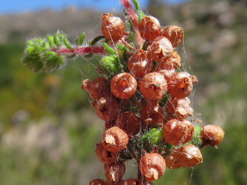 Image of Erica bergiana by (c) Jeremy Gilmore, some rights reserved (CC BY)
