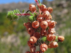 Erica bergiana bergiana