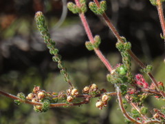 Erica bergiana bergiana