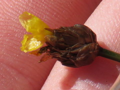 Xyris capensis