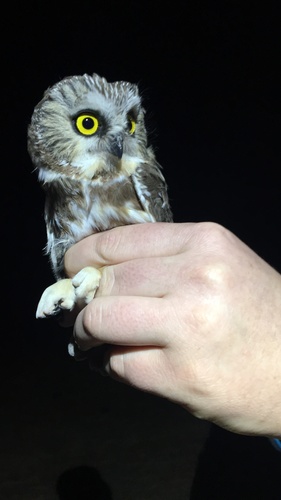 iNaturalist observation photo of Northern Saw-whet Owl