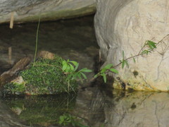 Metrosideros angustifolia