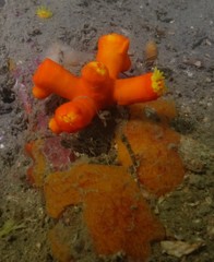 Dendrophyllia arbuscula