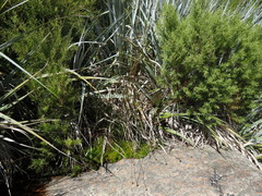 Xyris capensis