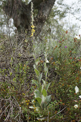 Verbascum rotundifolium