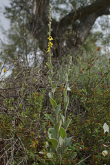 Verbascum rotundifolium