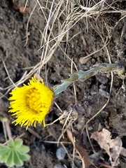 Tussilago farfara