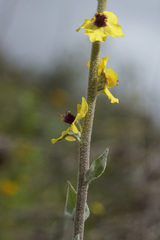 Verbascum rotundifolium