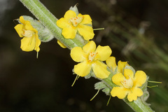 Verbascum rotundifolium