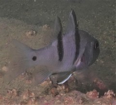 Pristicon rhodopterus