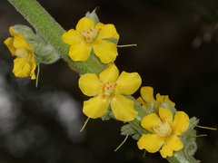 Verbascum rotundifolium