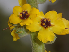 Verbascum rotundifolium