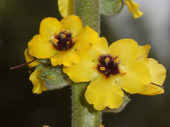 Verbascum rotundifolium