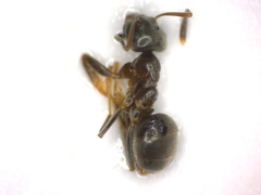 Lasius