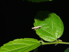 Labdia oxychlora