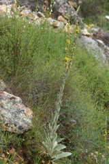 Verbascum rotundifolium