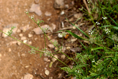 Torilis leptophylla