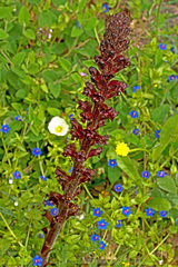 Orobanche foetida