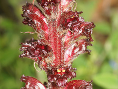 Orobanche foetida