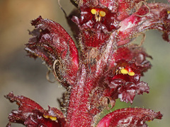 Orobanche foetida