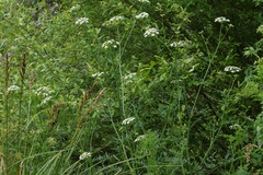 Oenanthe pimpinelloides