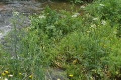 Oenanthe pimpinelloides