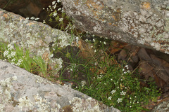 Geocaryum capillifolium