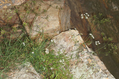 Geocaryum capillifolium