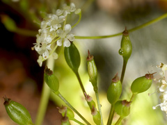 Geocaryum capillifolium