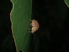 Paropsis lutea