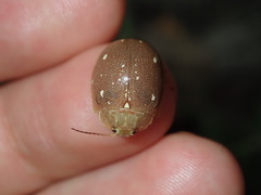 Paropsis lutea