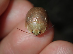Paropsis lutea