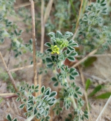 Medicago marina