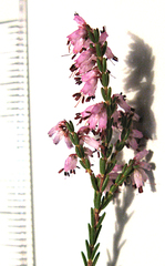 Erica rosacea