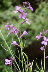 Erysimum lagascae