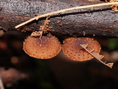 Psathyrella echinata